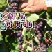 Gümüşhane’de ‘süper meyve’ aronya yüzleri güldürdü #haberi, #haberleri, #Gümüşhane #haber