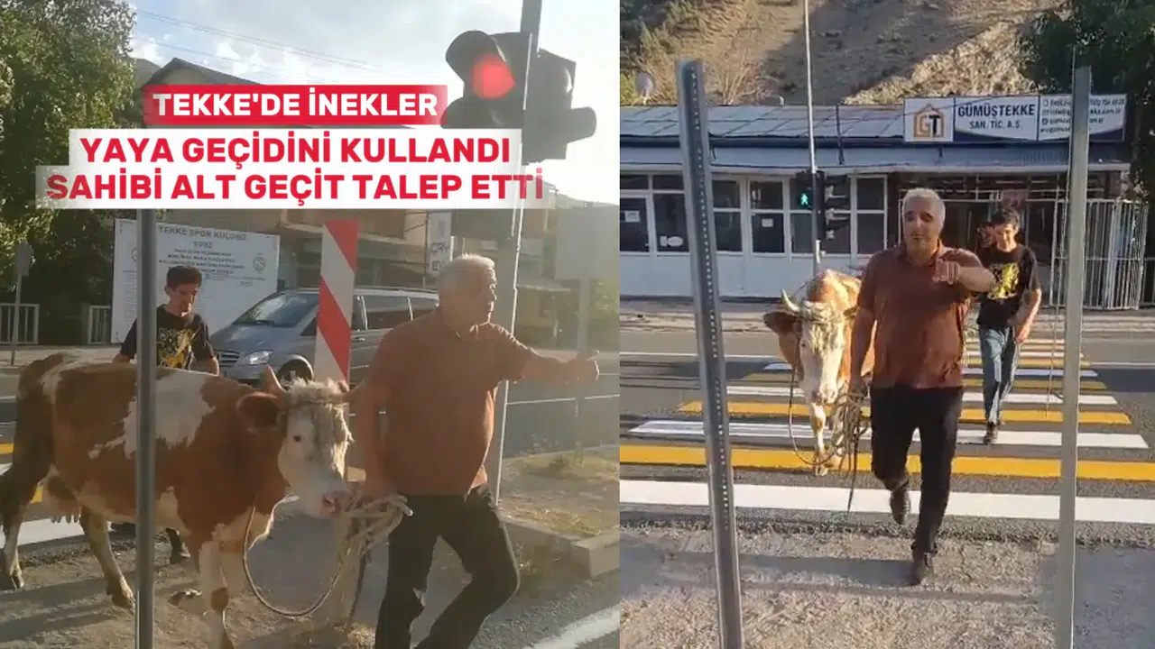 İnekler yaya geçidini kullandı, sahibi mecburen dedi #haberi, #haberleri, #Gümüşhane #haber