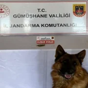 Jandarma’dan Şiran’da uyuşturucu operasyonu