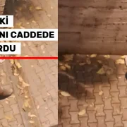 Tilki şehrin göbeğinde karnını doyurdu!