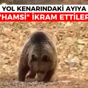 Yol kenarındaki ayıya ‘Hamsi Ziyafeti’ verdiler