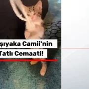 Camiye Giren Davetsiz Misafir Cemaati Mest Etti! O Anlar Saniye Saniye Kaydedildi