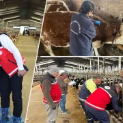 Gümüşhane’de hayvanlara yönelik 241 bin 536 koruyucu aşı uygulaması yapıldı
