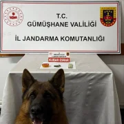 Trabzon’dan Gümüşhane’ye uyuşturucu sevkiyatına Jandarma darbesi