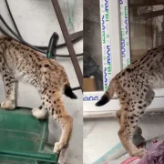 Yolunu şaşıran vaşak Torul ilçe merkezine indi