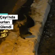 Harşit Çayı’nda karların üzerinde oyun oynarken yakalandılar