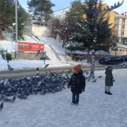 Ülkü Ocaklarından sokak hayvanlarına mama desteği
