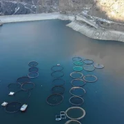 Denizi olmayan Gümüşhane’de alabalık üretimi 2 bin tona ulaştı