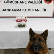 Gümüşhane İl Jandarma Komutanlığı’ndan Uyuşturucu Operasyonu: Bir Gözaltı