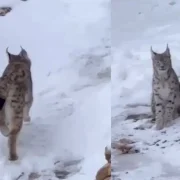 Şiran’da vaşak yerleşim alanında görüntülendi