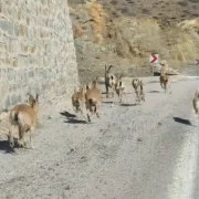 Bahçeli’de doğa şöleni: Yaban Keçileri yavrularıyla görüntülendi