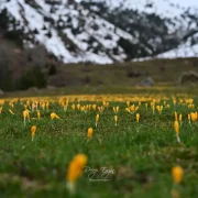 Bir yanda kar, bir yanda çiçek