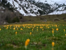 Bir yanda kar, bir yanda çiçek
