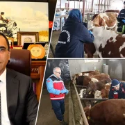Gümüşhane’de İlkbahar Dönemi Şap Aşılama Kampanyası Başladı