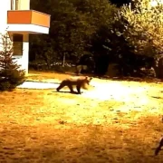 Gümüşhane’de alarm sesine aldırış etmeyen iki ayı görüntülendi