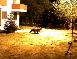 Gümüşhane’de alarm sesine aldırış etmeyen iki ayı görüntülendi