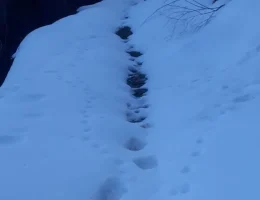 Kış Uykusundan Aç Uyandılar! Gümüşhane’de Yayla Evlerini Paramparça Ettiler