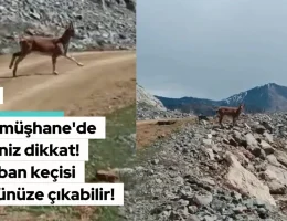 Gümüşhane’de iseniz dikkat! Karşınıza yaban keçisi çıkabilir