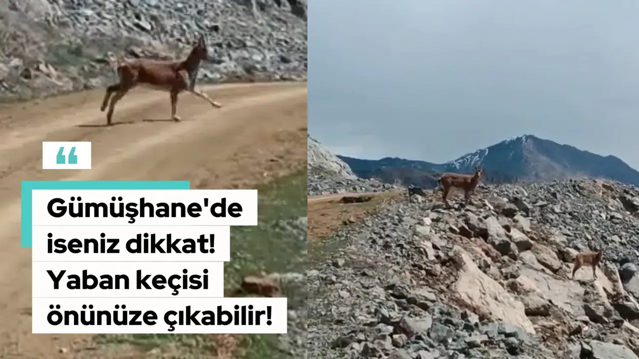 Gümüşhane’de iseniz dikkat! Karşınıza yaban keçisi çıkabilir