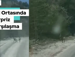 Yol Ortasında Sürpriz Karşılaşma: Gümüşhane’de Vatandaşları Şaşırtan Güzellik!