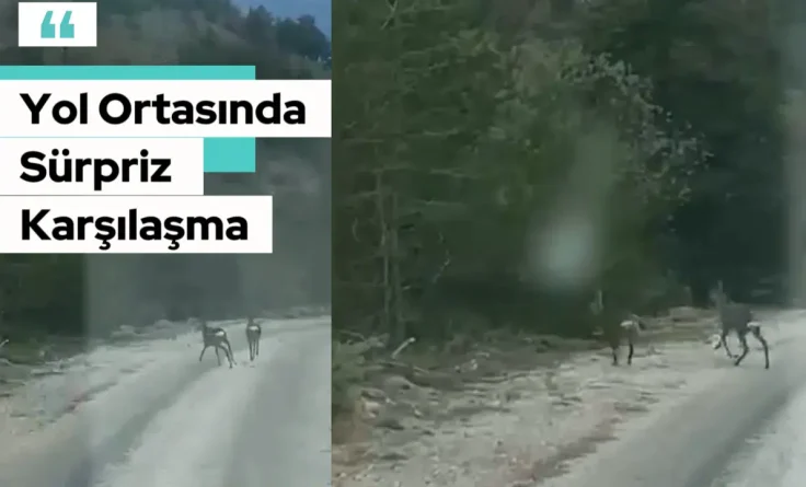 Yol Ortasında Sürpriz Karşılaşma: Gümüşhane’de Vatandaşları Şaşırtan Güzellik!