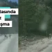 Yol Ortasında Sürpriz Karşılaşma: Gümüşhane’de Vatandaşları Şaşırtan Güzellik!
