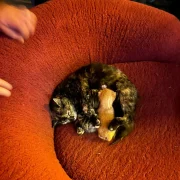 Gümüşhane’de Dere Yatağına Düşen Anne Kedi İçin Seferberlik