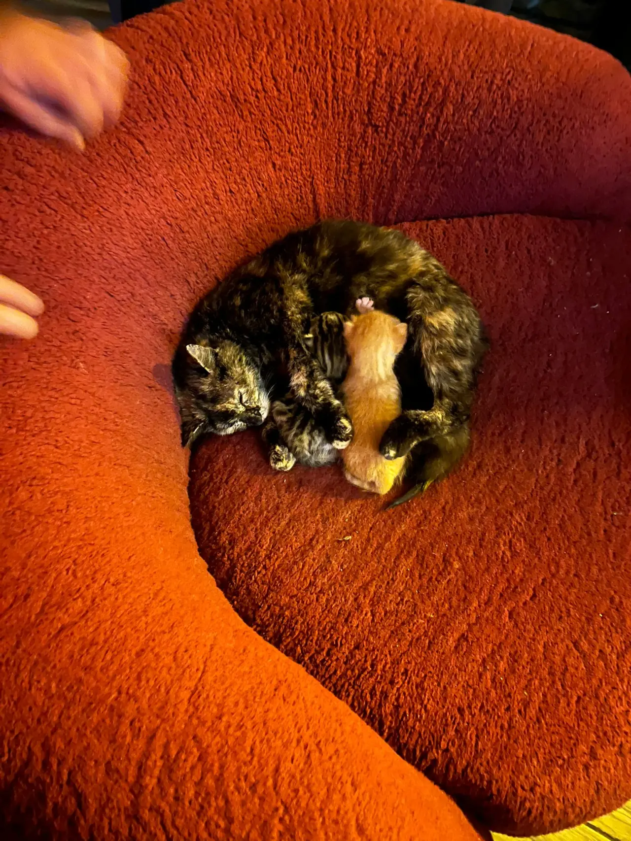 Gümüşhane’de Dere Yatağına Düşen Anne Kedi İçin Seferberlik