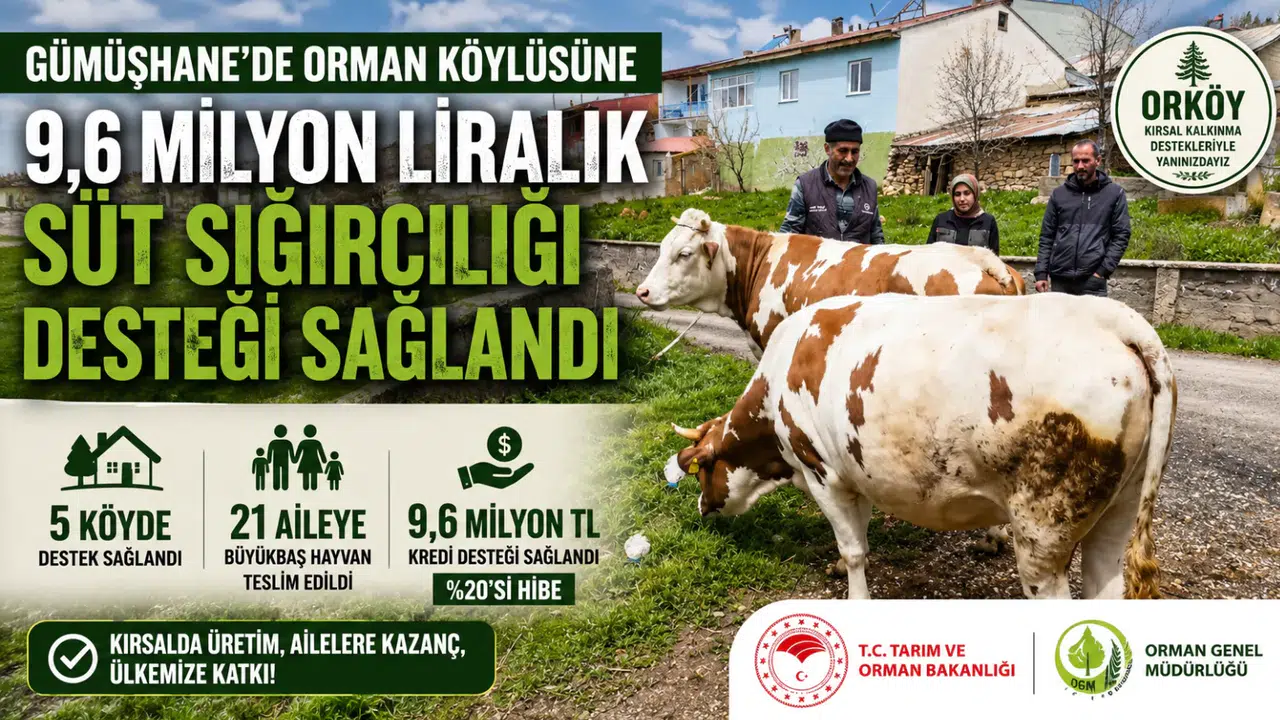 Gümüşhane’de Orman Köylüsüne 9,6 Milyon Liralık Süt Sığırcılığı Desteği Sağlandı