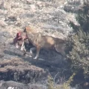 Gümüşhane’de kurt sürüsünün av mesaisi kameraya yansıdı