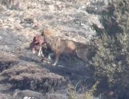 Gümüşhane’de kurt sürüsünün av mesaisi kameraya yansıdı