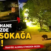 Gümüşhane’de şehir merkezinde yiyecek arayan ayı kamerada