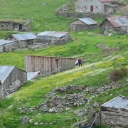 Gümüşhane’nin Çatısında Görsel Şölen: Yılanlı Yaylası Papatyalarla Kaplandı