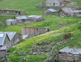 Gümüşhane’nin Çatısında Görsel Şölen: Yılanlı Yaylası Papatyalarla Kaplandı