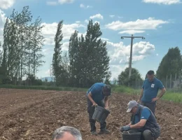 Mısırdan İki Kat Fazla Ürün Veriyor! Afrika kökenli o bitki Kelkit’e ilk kez ekildi