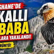 Sadece kemikle beslenen Sakallı Akbaba Gümüşhane’de görüntülendi