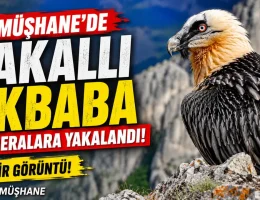 Sadece kemikle beslenen Sakallı Akbaba Gümüşhane’de görüntülendi