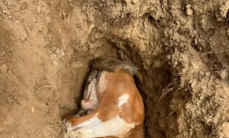Minik Nehir’in Acı Vedası Yürekleri Dağladı