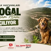 Sokak Hayvanları Doğal Yaşam Alanı açılıyor