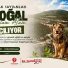 Sokak Hayvanları Doğal Yaşam Alanı açılıyor