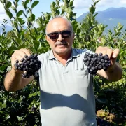 Kürtün’ün Süper Meyvesi Aronyada Hasat Bereketi Yaşandı