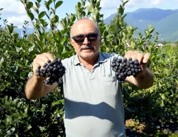 Kürtün’ün Süper Meyvesi Aronyada Hasat Bereketi Yaşandı