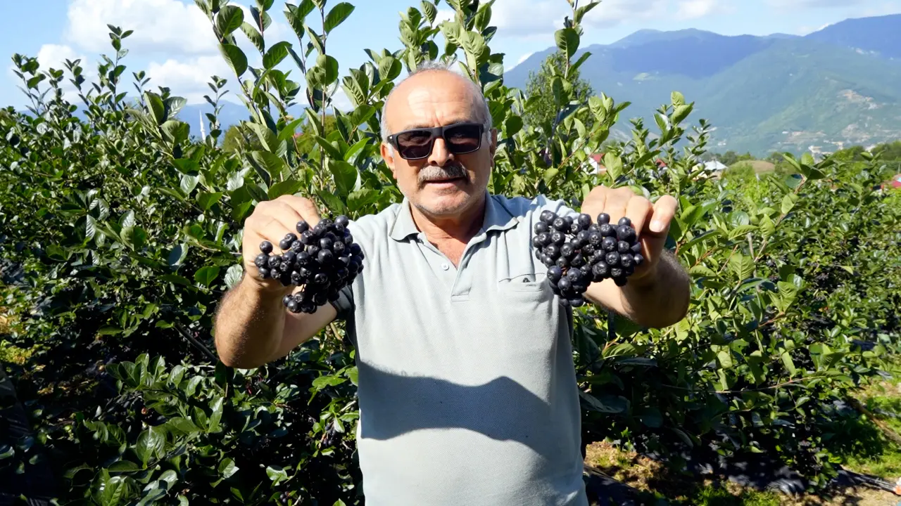 Kürtün’ün Süper Meyvesi Aronyada Hasat Bereketi Yaşandı