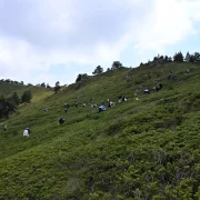 Zigana Dağları’nın Zirvesinde Kanser Düşmanı Meyve İçin Bir Araya Geldiler