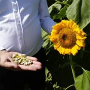 200 Dönümden 60 Ton Ürün Alınacak!