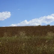 Ekim Alanı 2 Bin 500 Dönüme Ulaştı