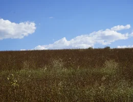 Ekim Alanı 2 Bin 500 Dönüme Ulaştı