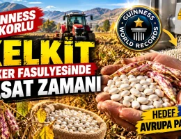 Guinness Rekorlu Kelkit Şeker Fasulyesinde Hasat Zamanı