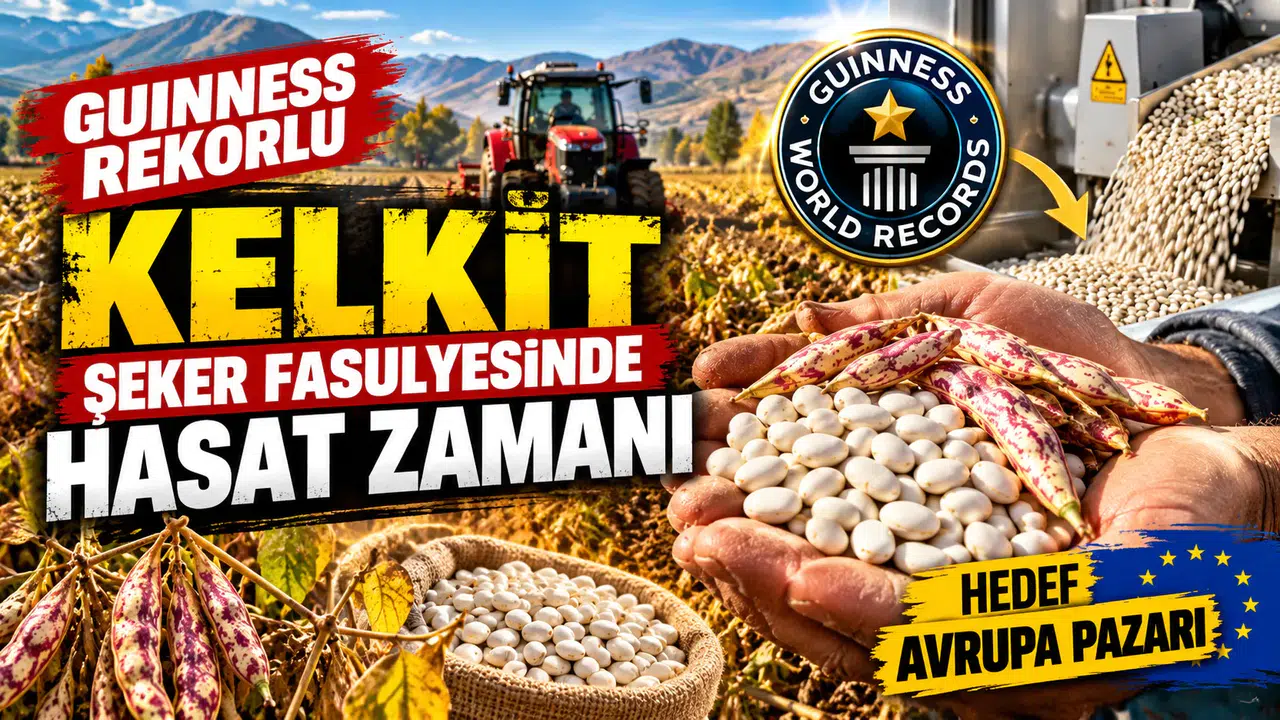 Guinness Rekorlu Kelkit Şeker Fasulyesinde Hasat Zamanı