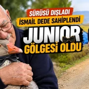 Gümüşhane’de dışlanan kaz Juniour İsmail Dede’nin gölgesi oldu